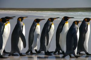 Falkland_Islands_Penguins_40