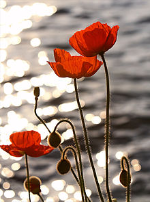220px-poppies_in_the_sunset_on_lake_geneva